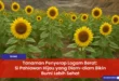 Tanaman Penyerap Logam Berat: Si Pahlawan Hijau yang Diam-diam Bikin Bumi Lebih Sehat